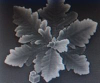 zdenko domancic bioenergoterapia